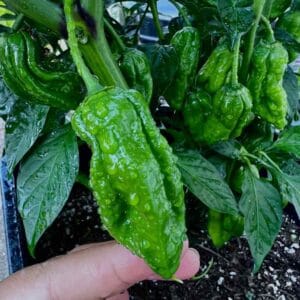 Naga, নাগা মরিচ Gift Box 1(Fresh-green)