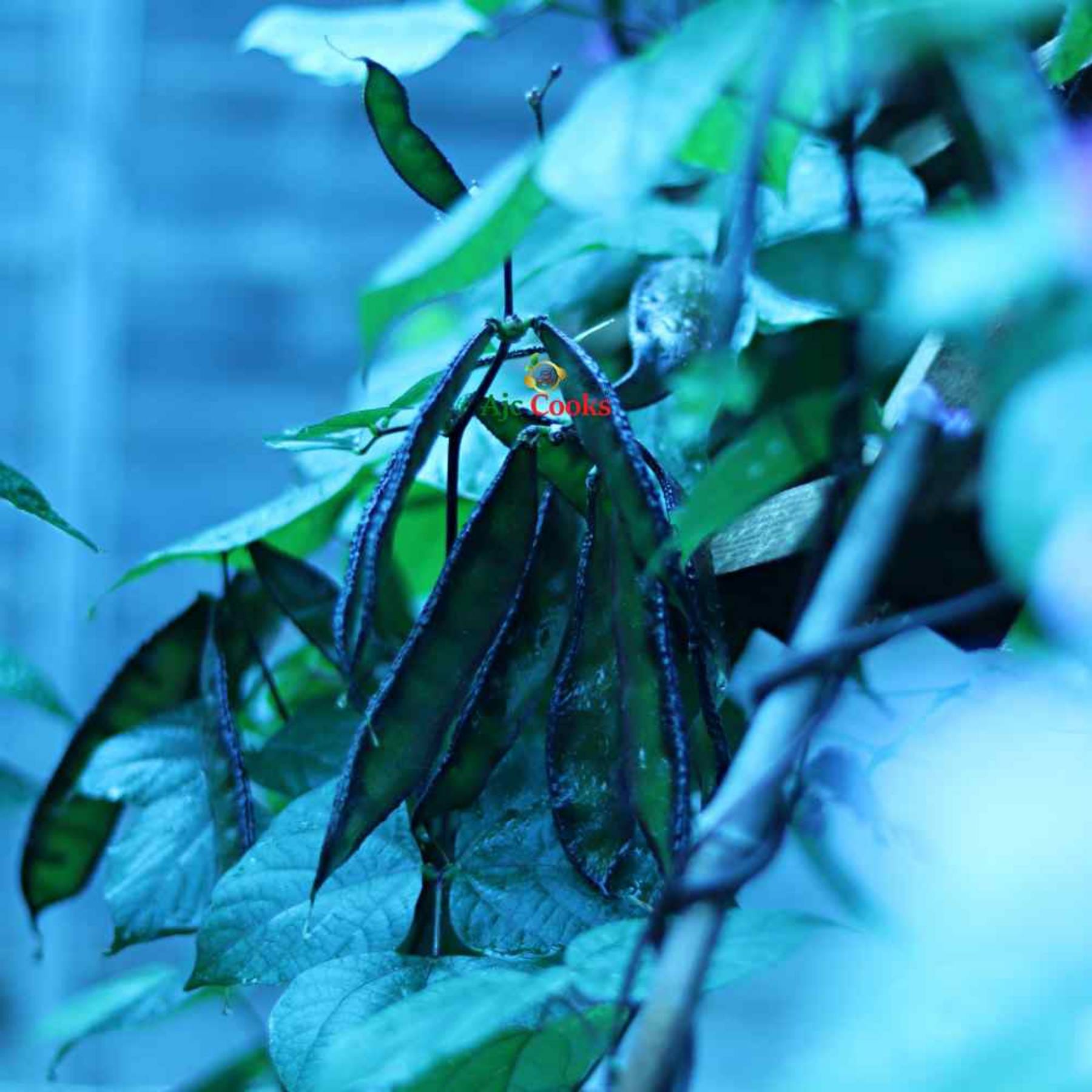 Uri,Hyacinth Bean,উরি,শীম(Fresh) - Image 2