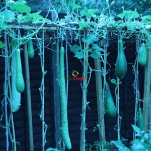 Long Hybrid Bottle gourd