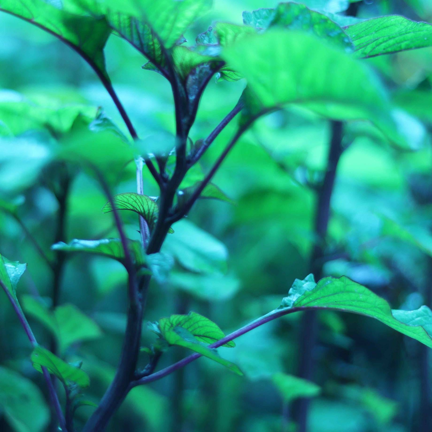 Amaranth, Denga, Dugi, ডুগী(Fresh) - Image 2