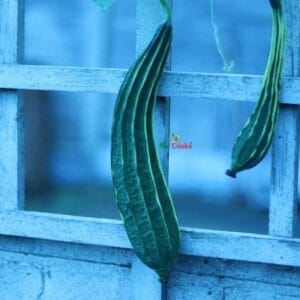 Zinga - ridge gourd