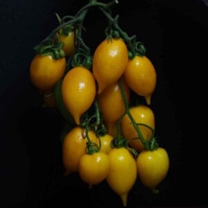 Tomato seeds ( Yellow Claster )