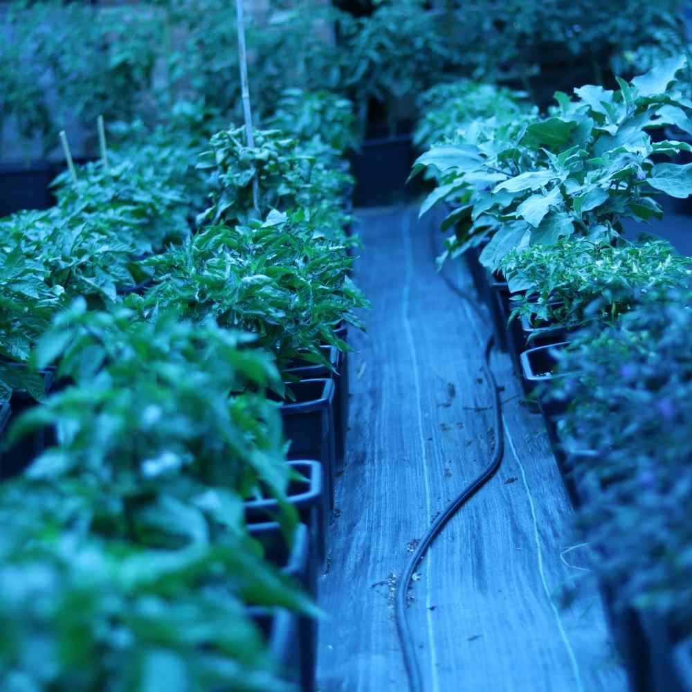 tropical naga Chilli plants - organic gardening course