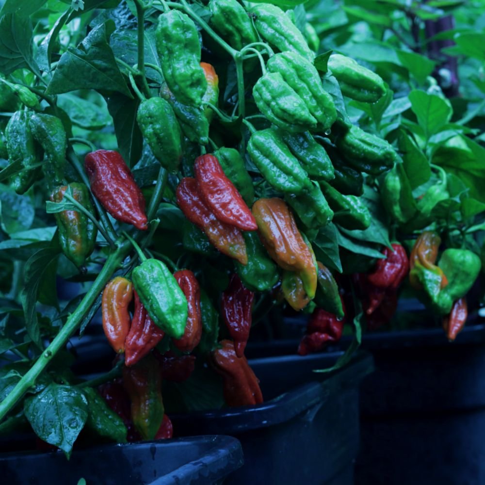 Naga chilli harvest ajccooks-ajcgarden