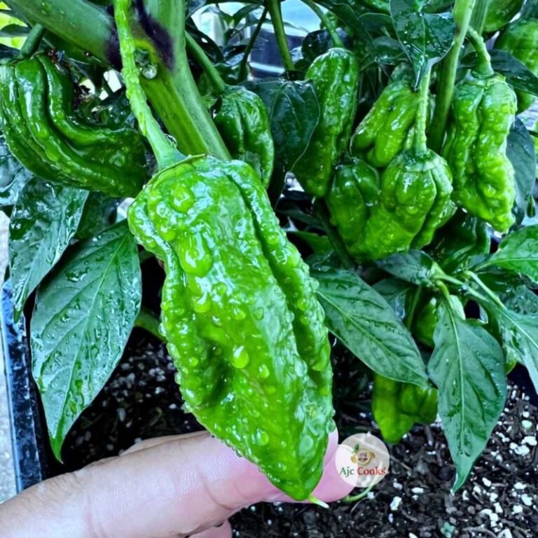 Fresh Sylheti khala Naga chilli - hot pepper