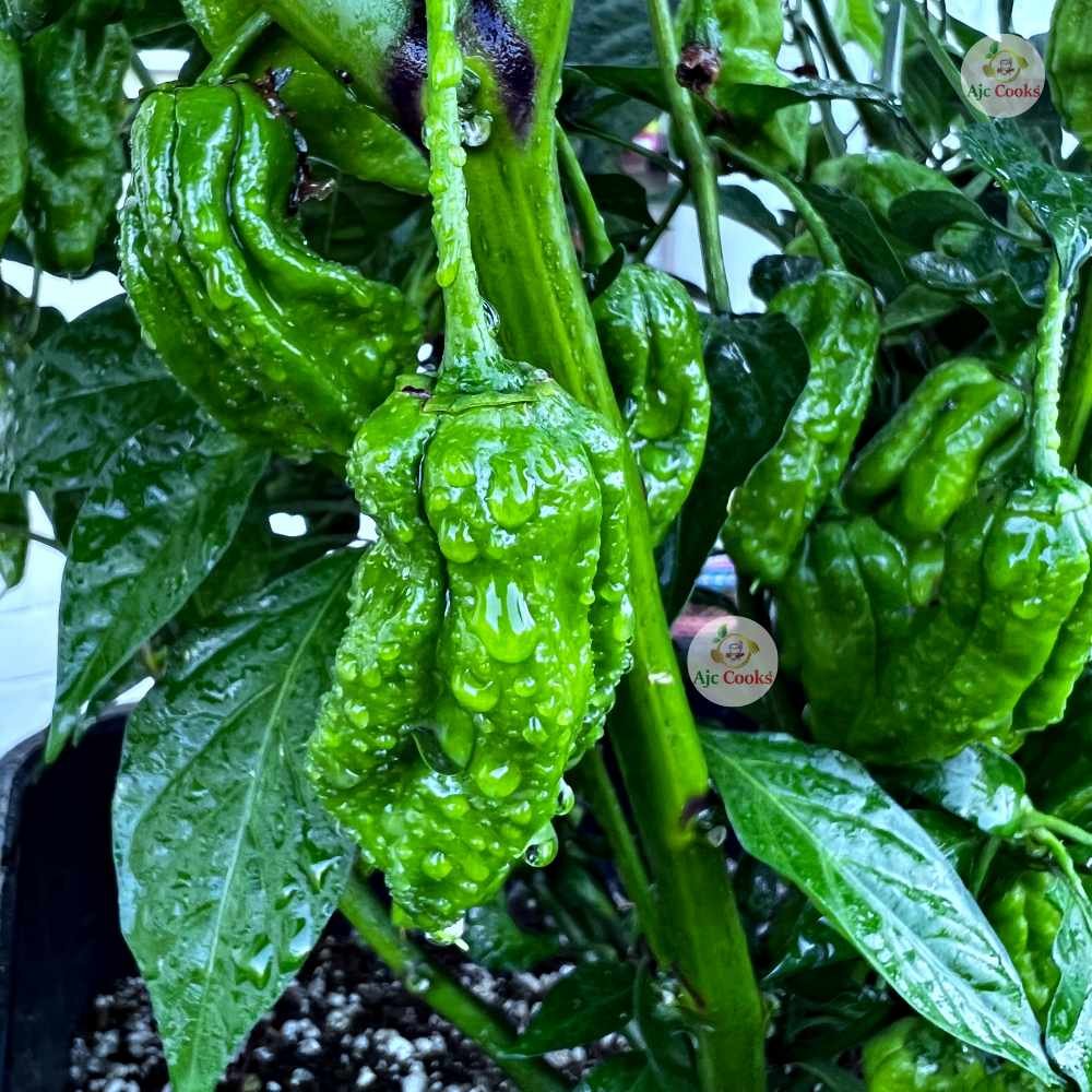 Naga-chilli-ajcgarden-ajccooks
