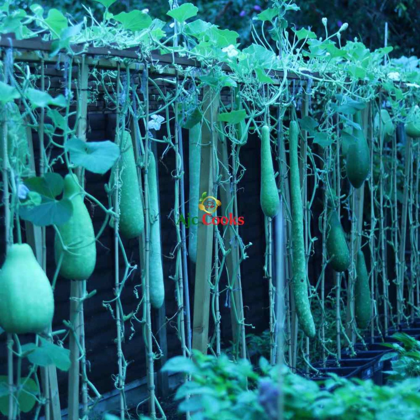 Bottle Gourd Masterclass