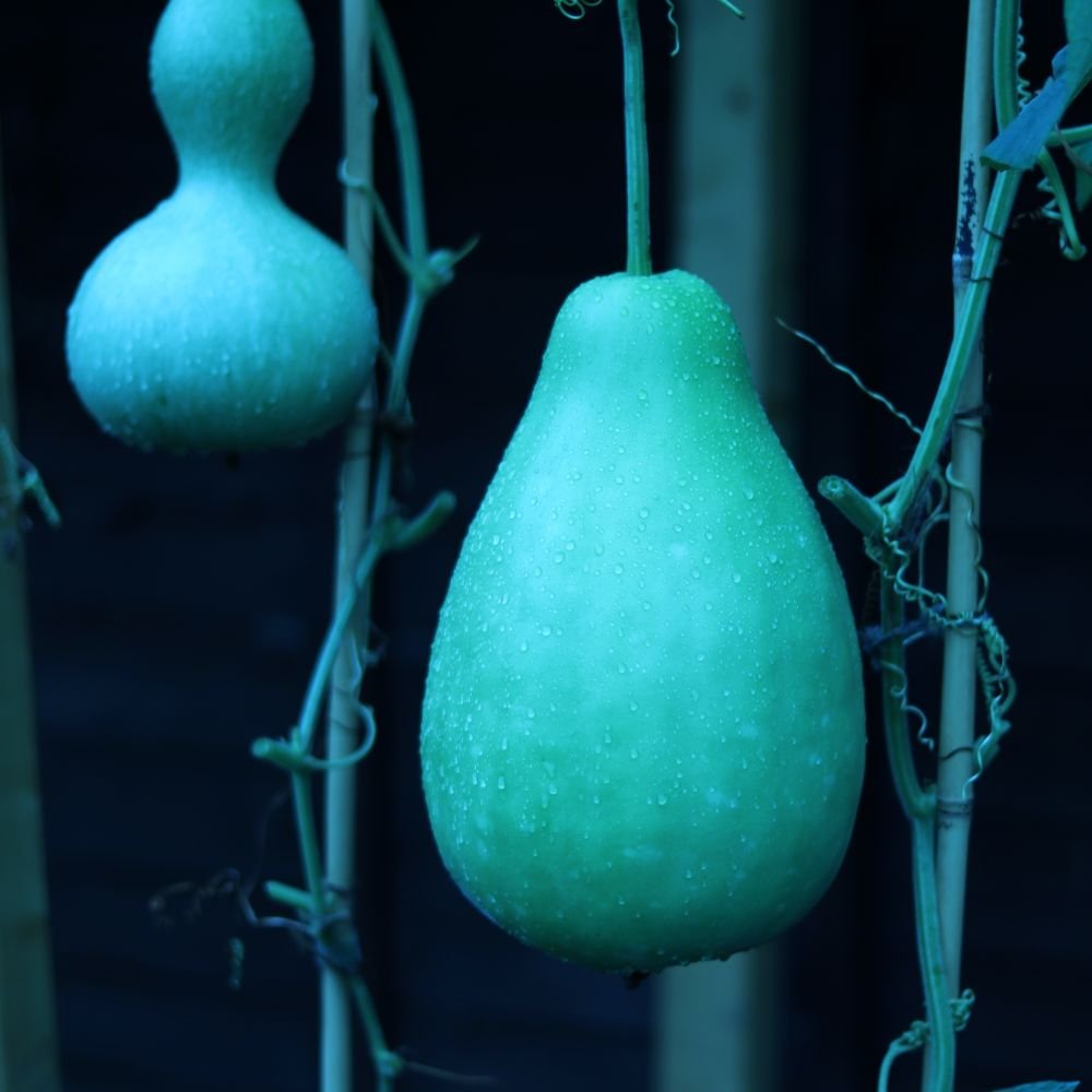 bottlegourd-ajcgarden