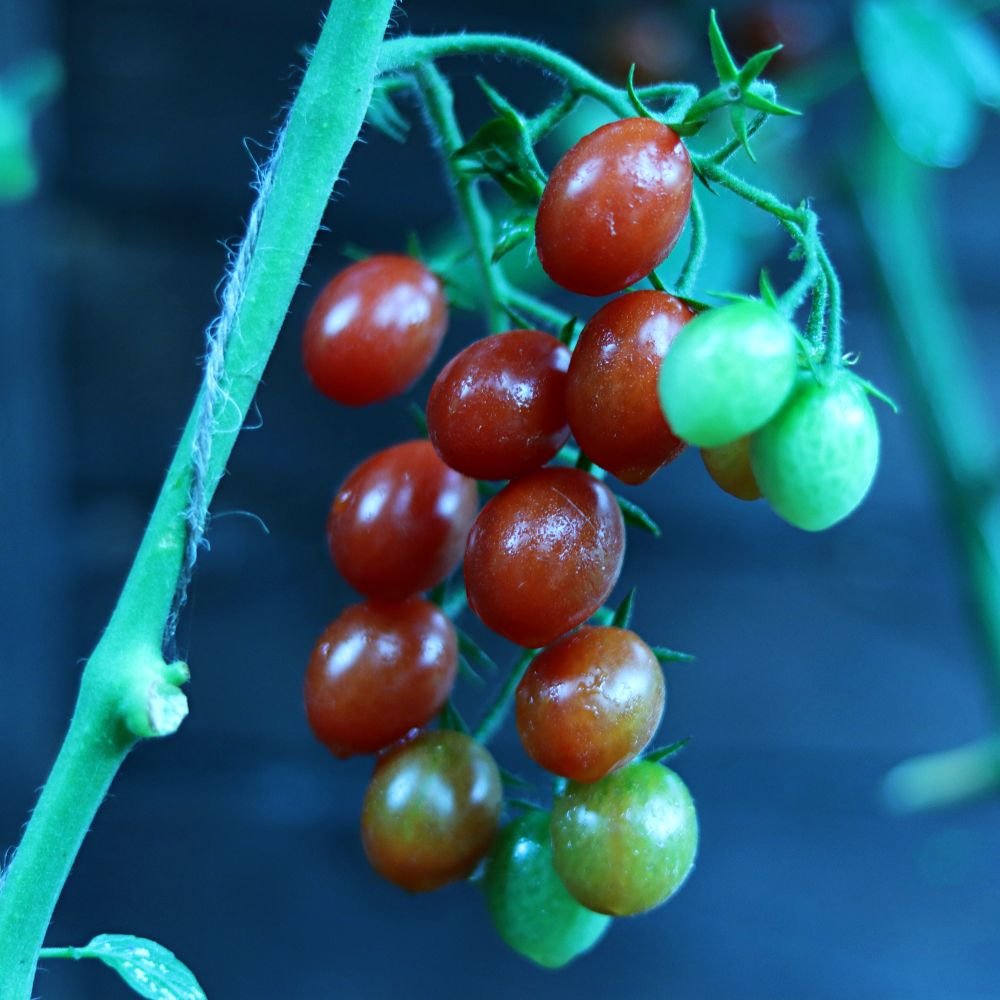 cherry tomatoes