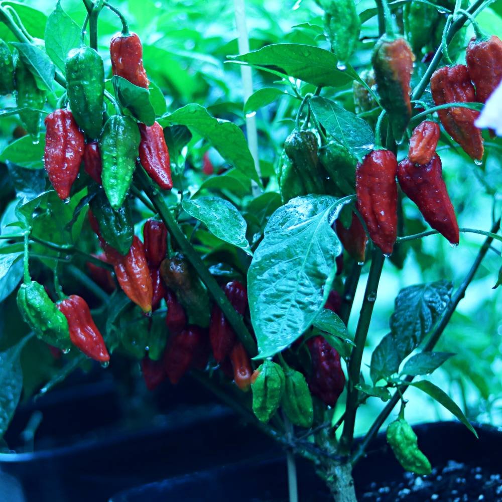 sylheti khala naga - ajccooks-ajcgarden