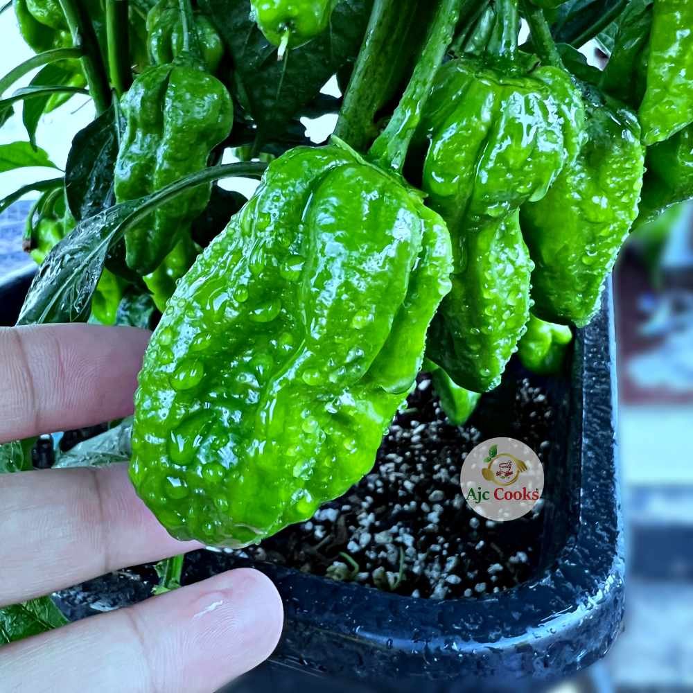 naga chilli ajccooks