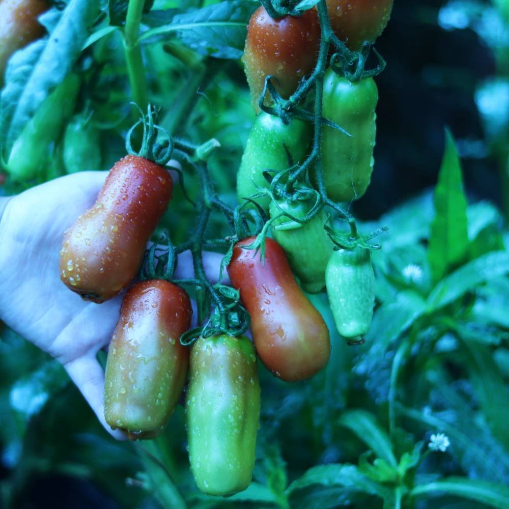 san marzano plum tomatoes -ajcgarden -ajccooks