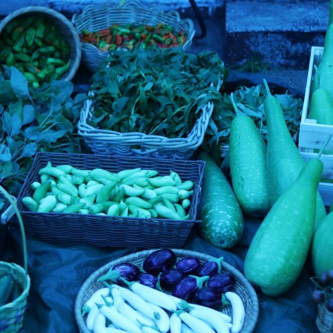organic vegetables - harvest - ajccooks