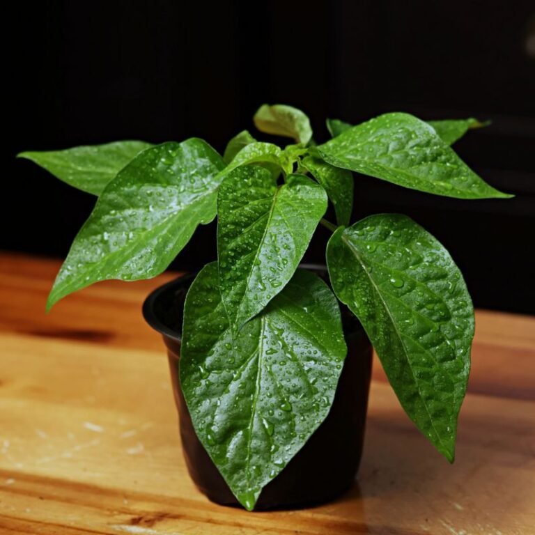 Sylheti khala Naga chilli plants - Naga plants
