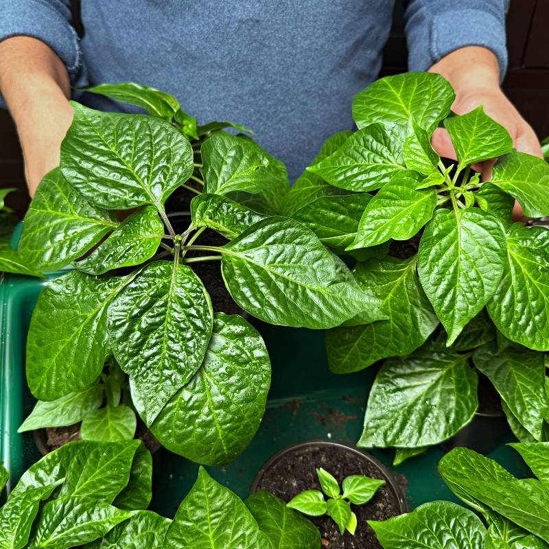 The Naga Chilli plants Care