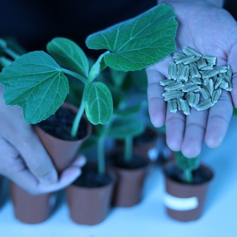 Master Guide For Tropical Seeds Sowing!