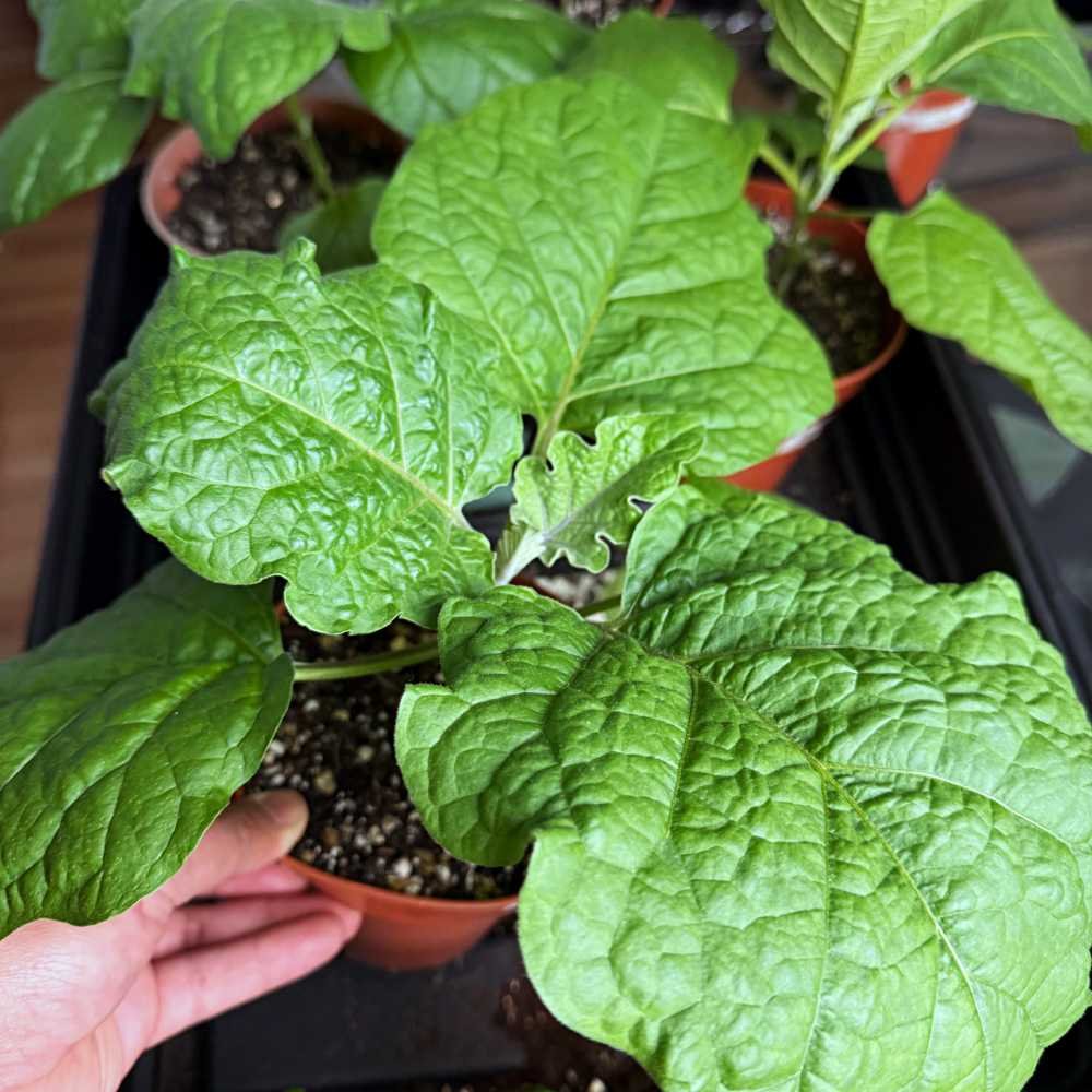 Early Stage Aubergine Plant Care for Unlimited Harvests