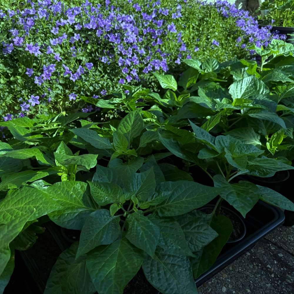 Stop! Do this before transplanting your plants outdoor!