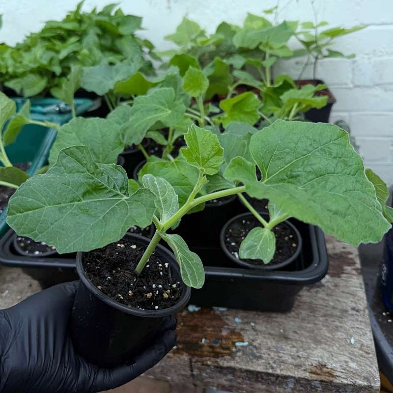 Stop Killing Your Lau Seedlings